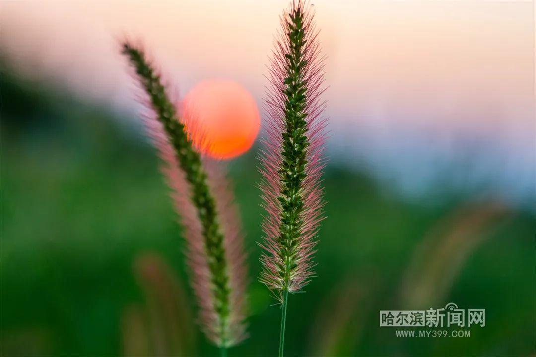 木叶乡天气预报更新通知