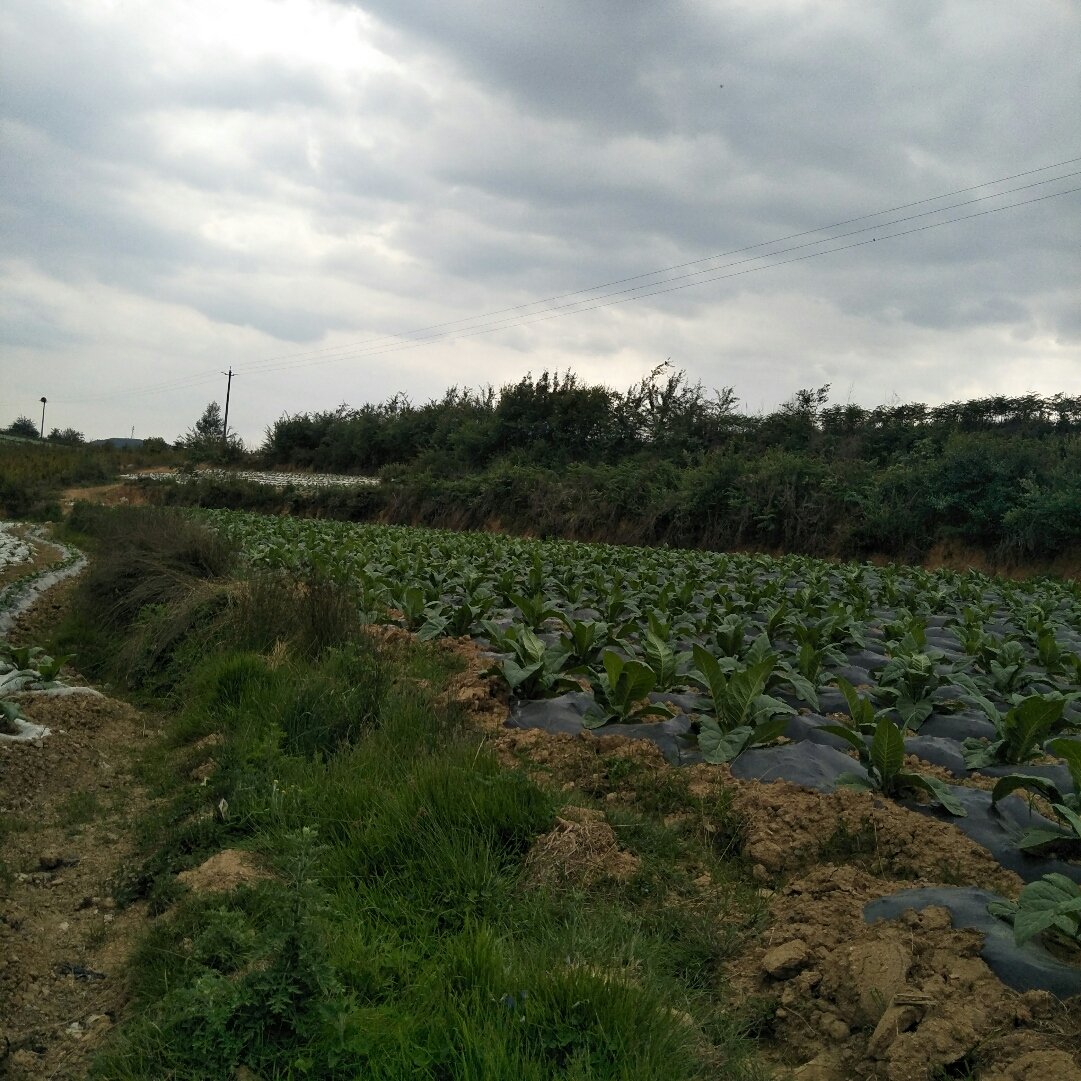 乌雅村天气预报更新通知