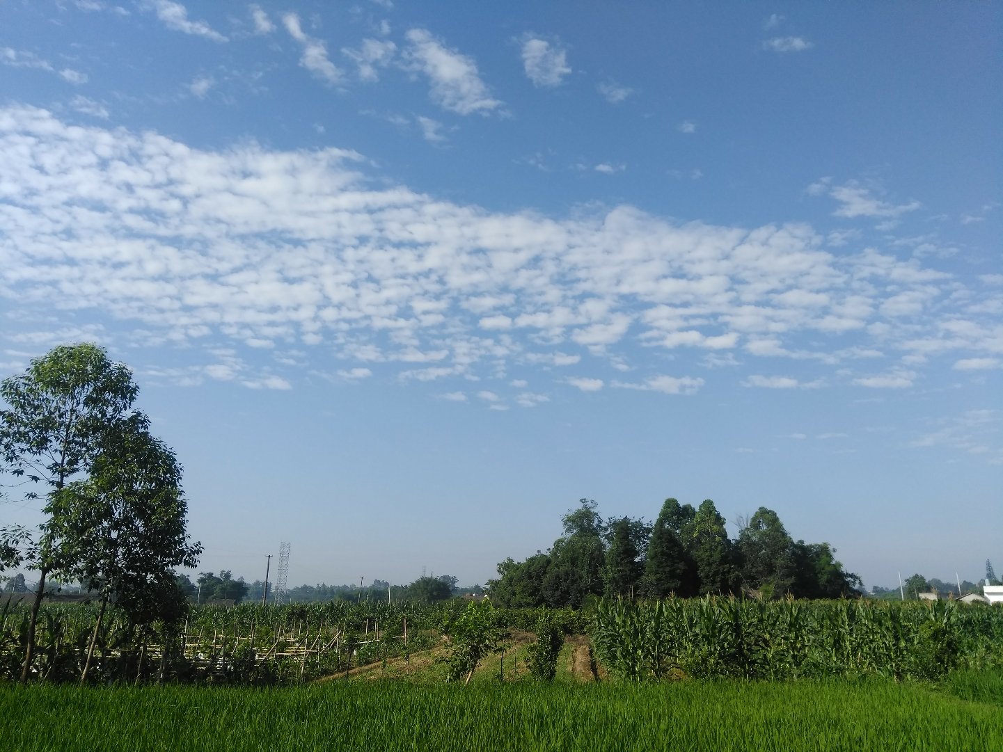 张达村天气预报更新通知