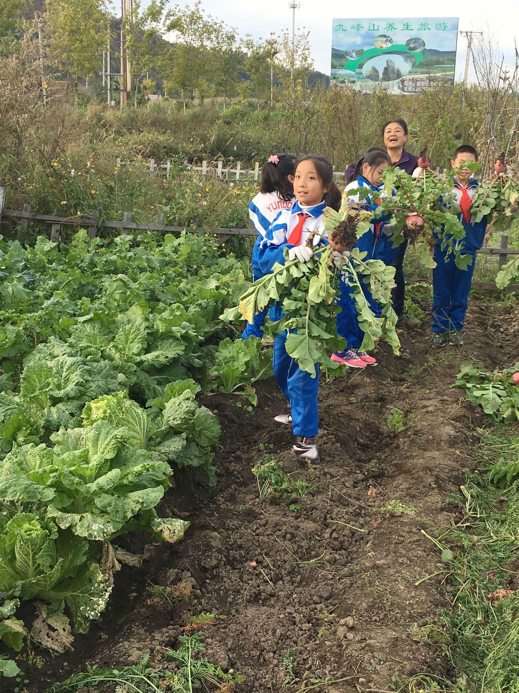 金山屯区小学未来教育蓝图发展规划揭秘，塑造未来教育新篇章